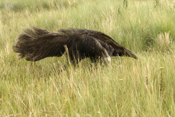 Anteater flag animal typical of Brazilian fauna