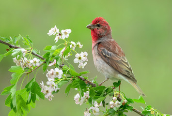 Common rosefinch ( carpodacus erythrinus ) male