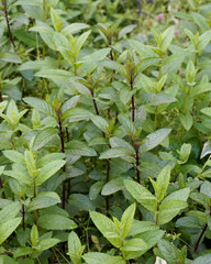 Mint plants
