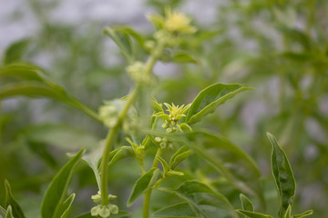 Obraz premium basil flowers