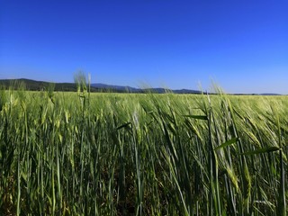 green wheat field