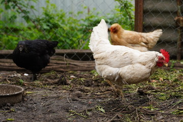 A white hen walks in a pen. Chickens search for grain while walking in a paddock on a farm