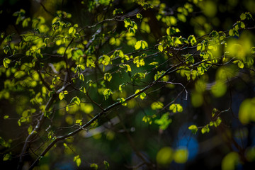 Fototapeta premium Fresh green vibrant leafs in backlight during spring