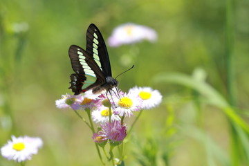 ハルジオンの花の蜜を吸うアオスジアゲハ