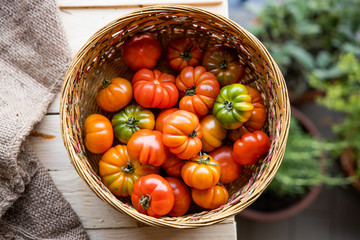 Fresh organic tomatoes in wicker basket on the garden wooden table. Fresh ribbed Costoluto Fiorentino tomatoes