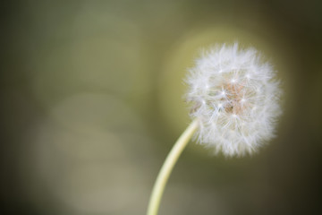 Seed head of Dandelion flower at th end of biologic cycle