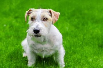 White an brown Jack Russell Terrier playing on green grass in the back yard. Adorable cute little dog in the park . Copy space white dog. Domestic animal. Dog portrait looking up