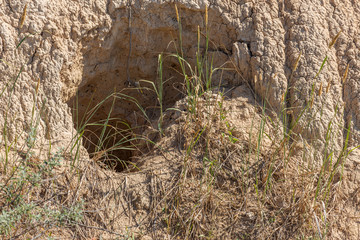 Wild city of animals. colony of animals on hill, covered with labyrinth of holes. Rabbit holes....