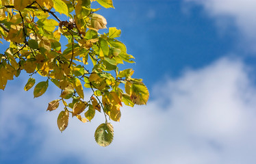 autumn leaves against blue sky