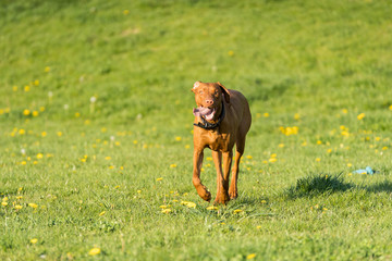 The Hungarian pointer is wonderfully retrieving retrieves during the afternoon sunny training.