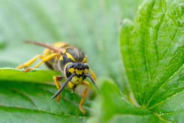 The wasp is sitting on green leaves. The dangerous yellow-and-black striped common Wasp sits on leaves