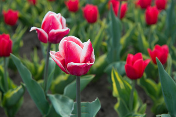 Beautiful pink tulip fields. Holland during spring. Floral banner for floristry shop. pink field of tulips, Netherlands. bulb field in springtime. harmony in meditation. Watering plants
