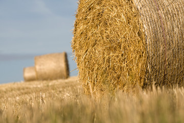 Straw bales in a field in summer with blue sky