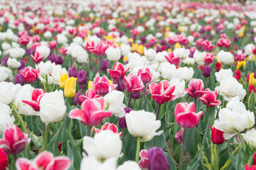 Happy womens day. Spring floral background. Perfume fragrance and aroma. Flowers shop. Growing flowers. Netherlands countryside. Multicolored flowers. Tulip fields colourfully burst into full bloom