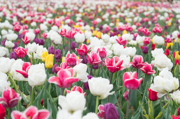 Obraz premium Happy womens day. Spring floral background. Perfume fragrance and aroma. Flowers shop. Growing flowers. Netherlands countryside. Multicolored flowers. Tulip fields colourfully burst into full bloom