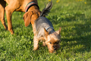 Two friends, a big and a small dog, walk together on a green meadow during an afternoon walk.