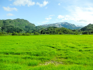 Fototapeta na wymiar bright green meadow in Norway country side