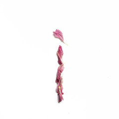 Alphabet made of peony petals. Letter i, layout for design.