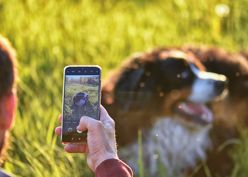 A man makes a photo of his dog on a smartphone, the image on the device of the pet.