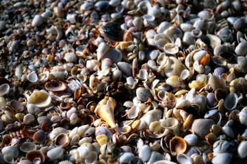 Seashells Seashore