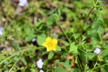 A lone buttercup sits in a field of greens