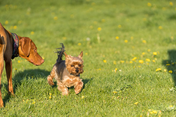 Two friends, a big and a small dog, walk together on a green meadow during an afternoon walk.