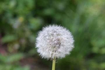 A closeup of a dandelion