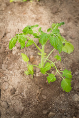 Tomato seedlings grow in a greenhouse in the garden