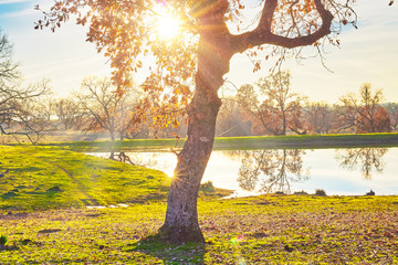 Beautiful autumn forest landscape with stream and bright sun shining through the trees