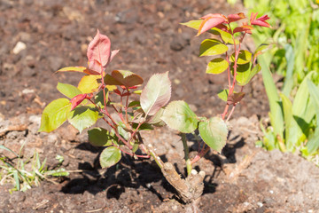 The rose Bush is planted in the garden in summer