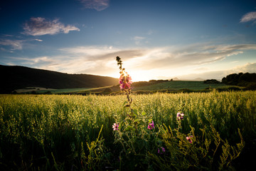 Fototapeta na wymiar Malva Flowers on grain field at sunset near Cagliari