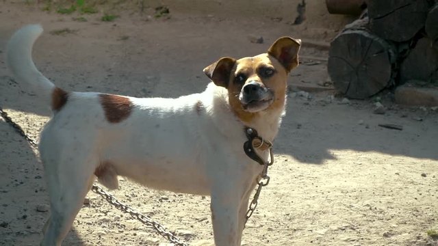 Angry dog barking on a leash in the village