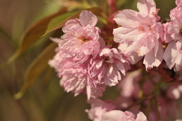 Cherry Tree Blossom