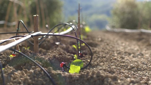 Backlit of organic vegetable garden on a farm at sunset, cultivated field in the backlit with sun rays and lens flare. Drip irrigation system, Agriculture and cultivation business.