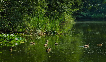 ducks on the lake