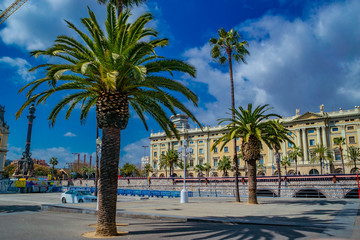Fototapeta na wymiar palm trees in barcelona spain