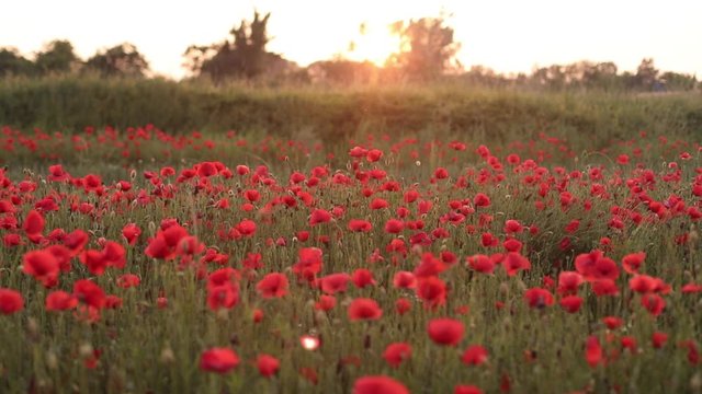 Poppies, red flowers on the sunset