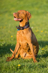 The Hungarian pointer sat down on a command and waits for further developments.