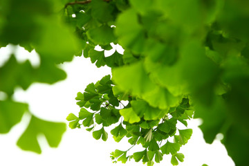 Fototapeta na wymiar Ginkgo biloba green leaves on a tree. Ginkgo Biloba Tree Leaves on light sky.