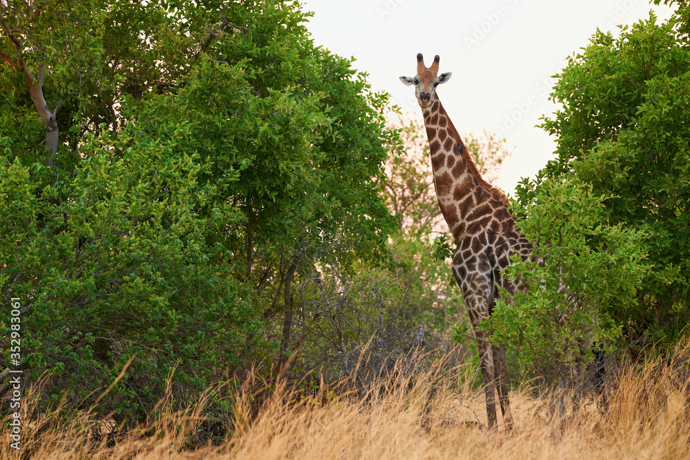 Canvas Prints Beautiful giraffe in the African bush.