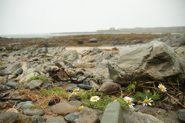 Daisies rocks and beach in Anglesey Wales