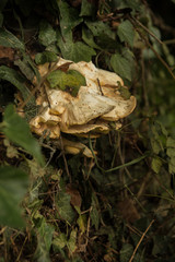 Oddly shaped mushroom amongst leaves