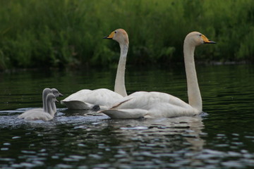 Whooper swan (Cygnus cygnus), also known as the common swan captured in the North of Belarus
