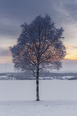 Winter in Östersund: A lonely tree against the setting sun