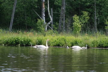 Naklejka na ściany i meble Whooper swan (Cygnus cygnus), also known as the common swan captured in the North of Belarus