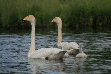Fototapeta premium Whooper swan (Cygnus cygnus), also known as the common swan captured in the North of Belarus