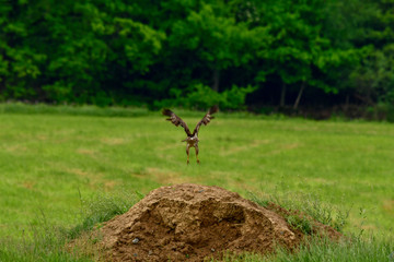 young mice buzzard exercises flying from a small mound of earth