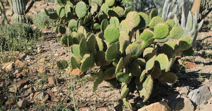 Wilcox Prickly Pear, Opuntia wilcoxii, from the Sonoran Desert 4K