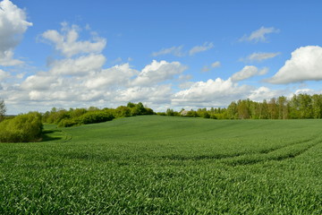 View of a meadow or field full of crops located on a hill situated next to a dense forest or moor seen on a cloudy spring day on a Polish countryside during a hike