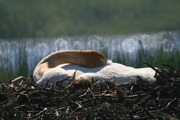 Whooper swan (Cygnus cygnus), also known as the common swan captured in the North of Belarus